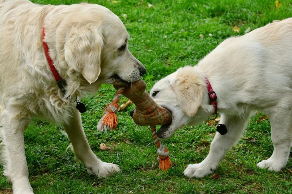 Honden uitlaten spelen